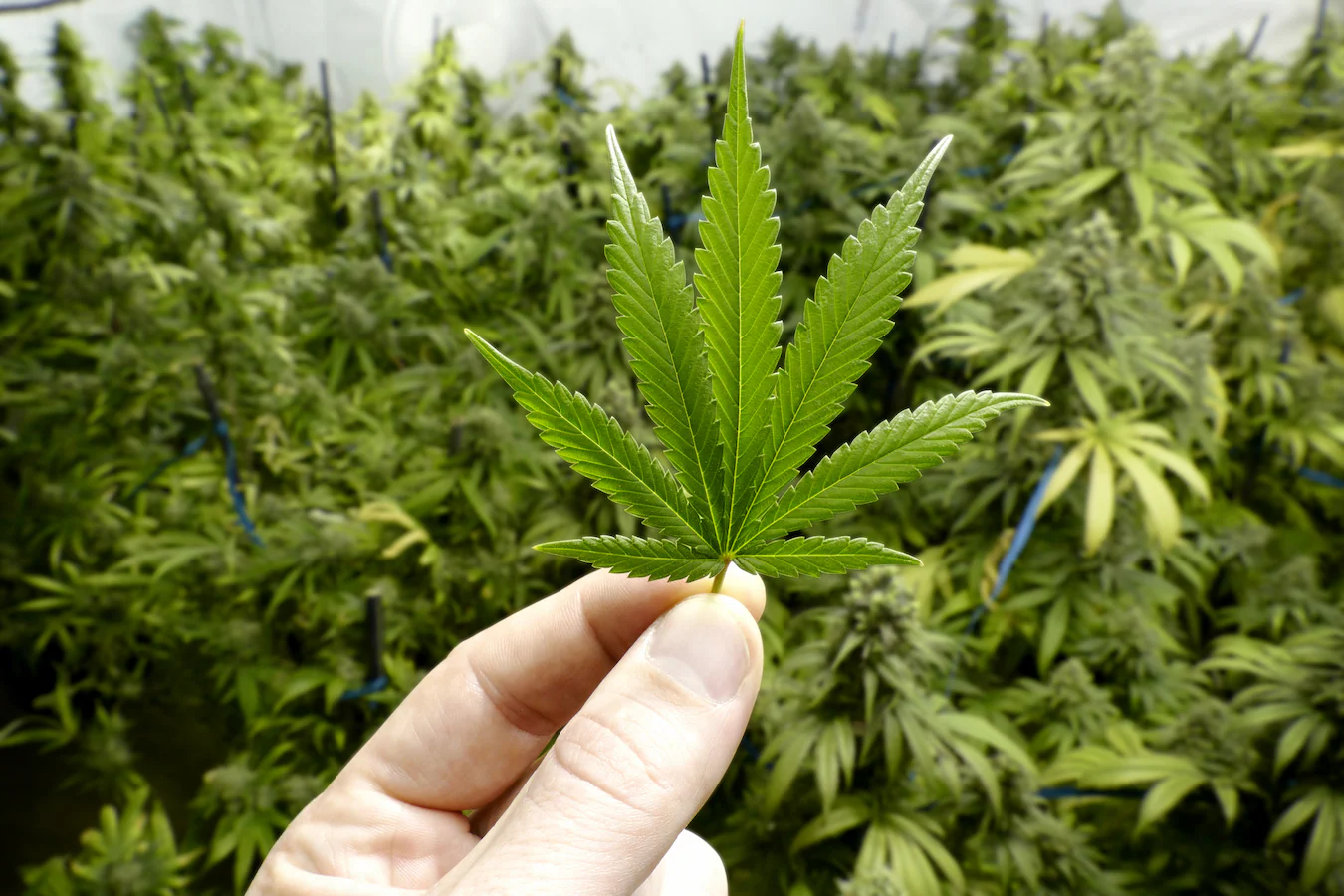 Cannabis Consumption